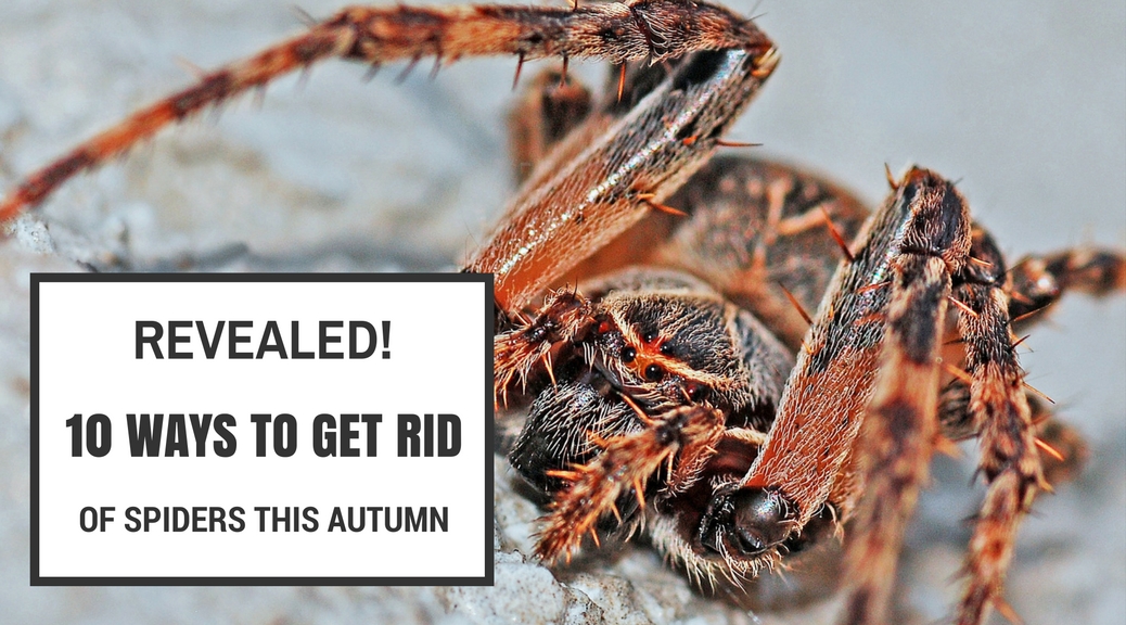 Get rid of spiders - How to stop autumn spiders