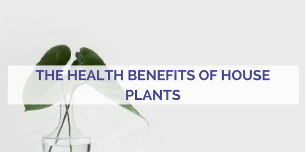 The health benefits of house plants