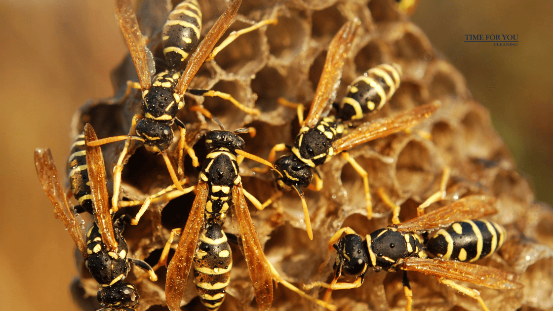 How to Keep Wasps Out of Your Home This Summer