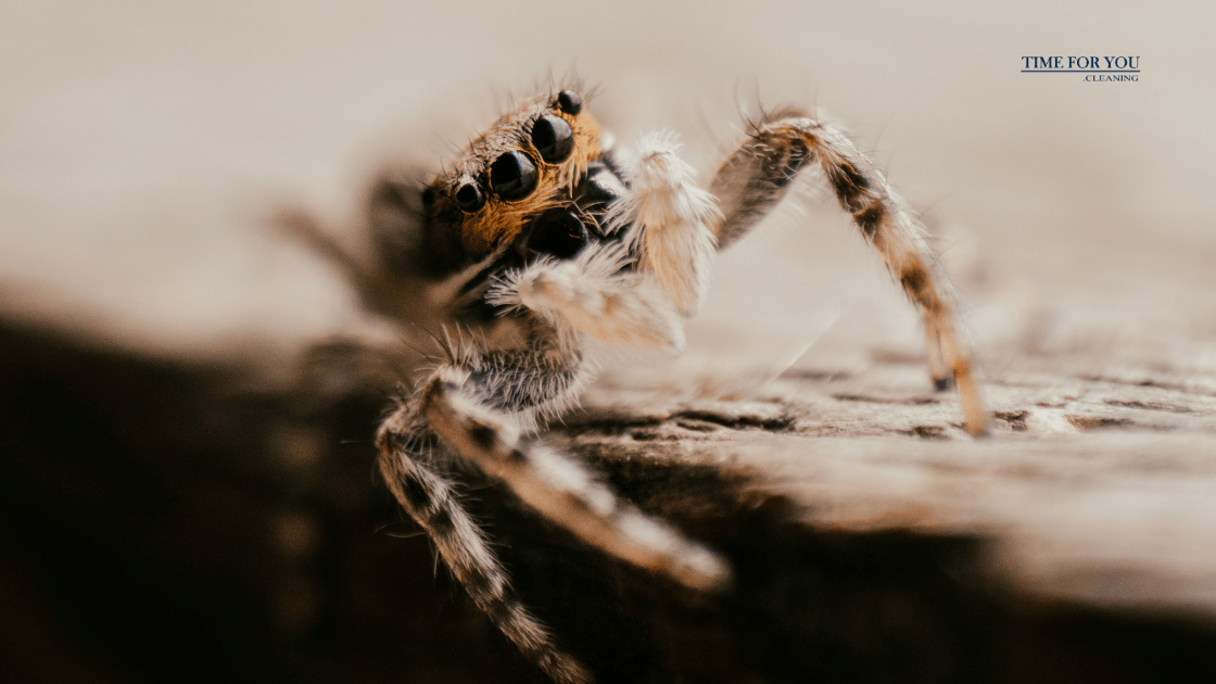 5 Ways to Keep Spiders Out of Your Home This Autumn