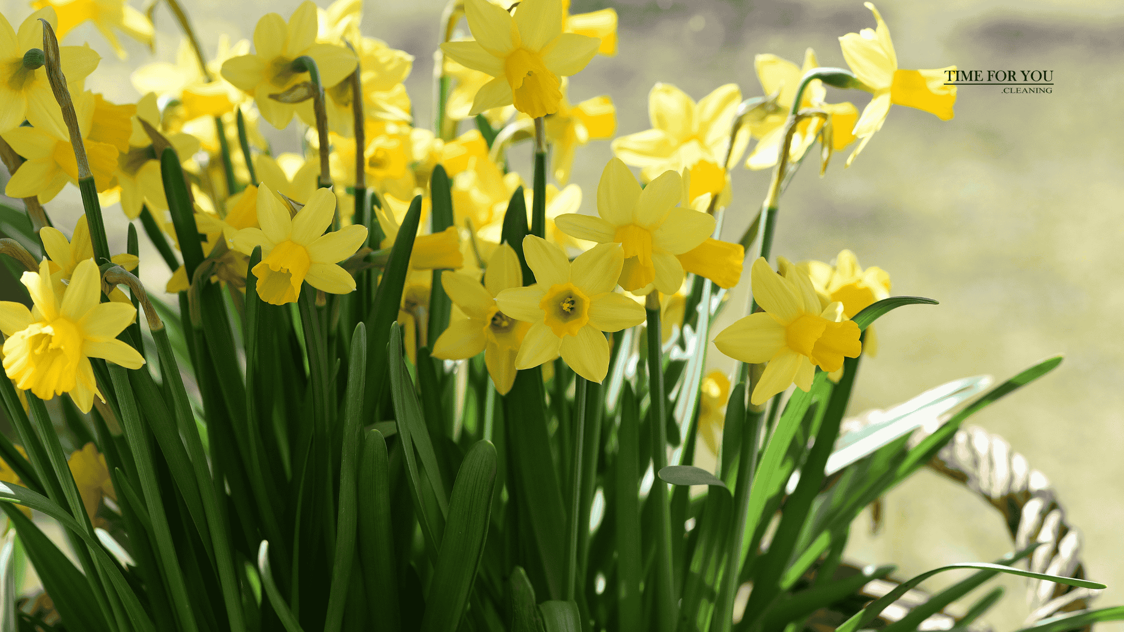 7 Tips to Get Your Garden Ready for Spring
