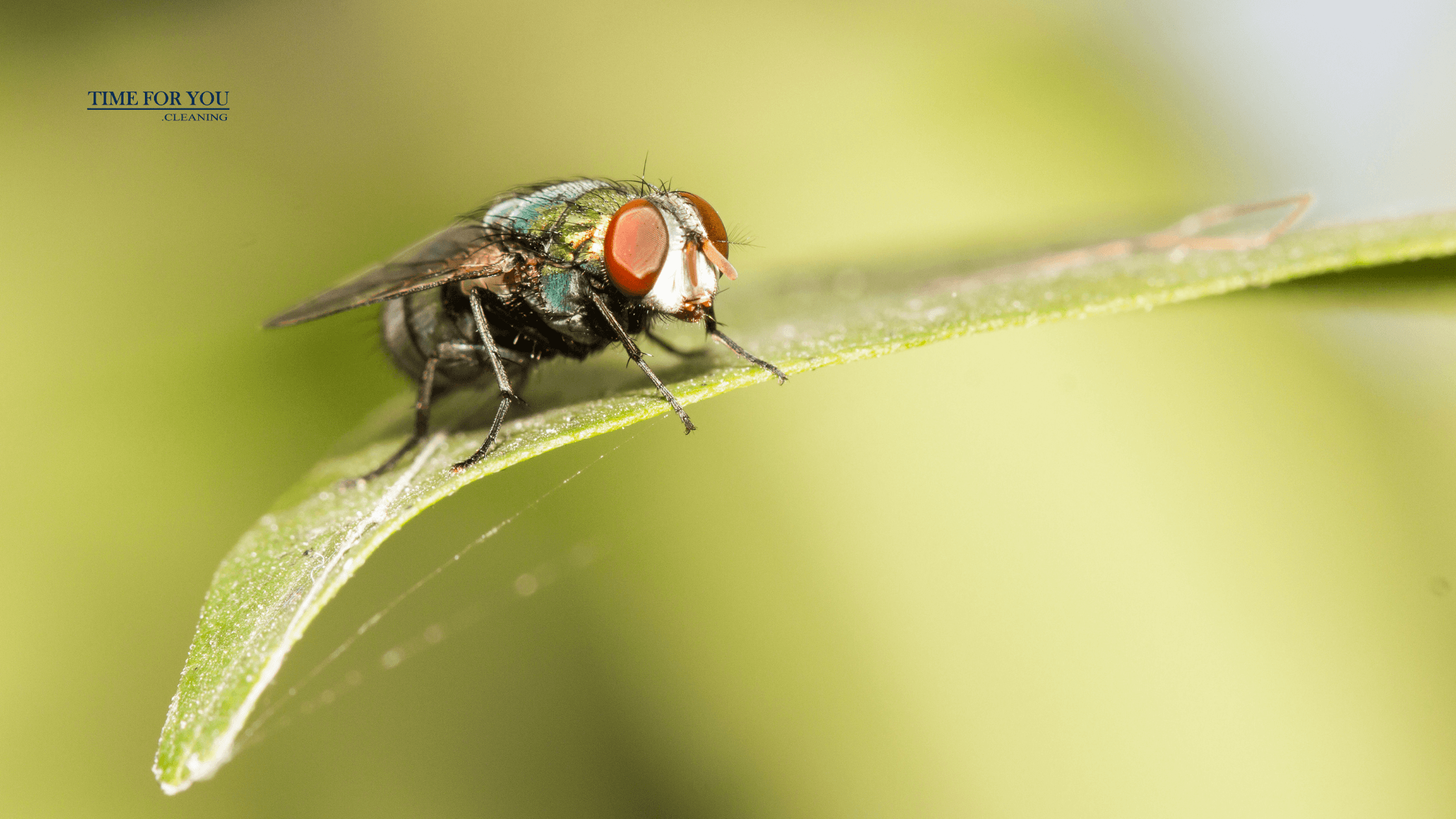 Getting Rid of Fruit Flies Around the Kitchen: Simple Tips That Work