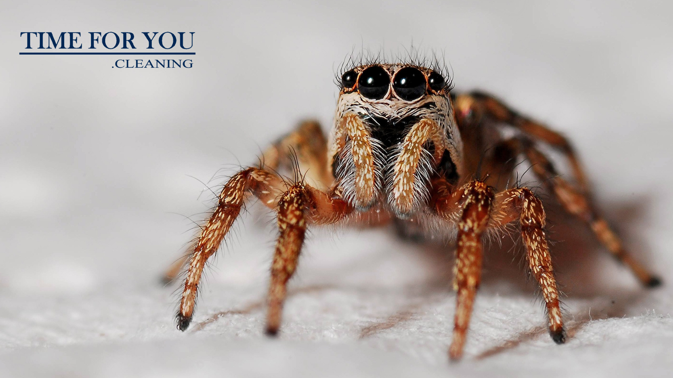 Say Goodbye to Spiders: Effective Ways to Banish Them from Your Home This Autumn